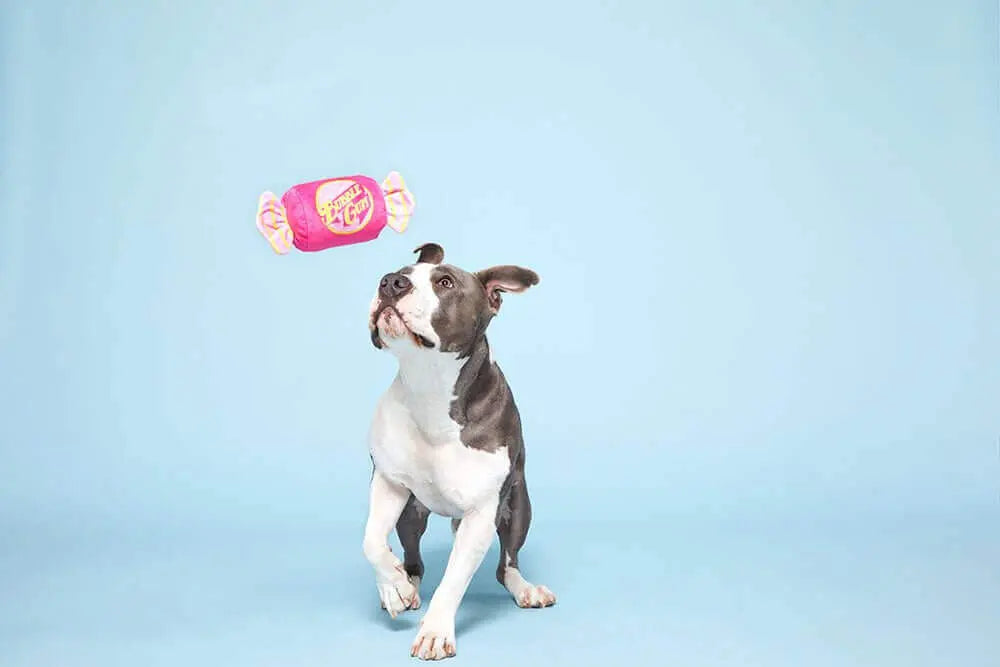 Bubble Gum Toy BARK