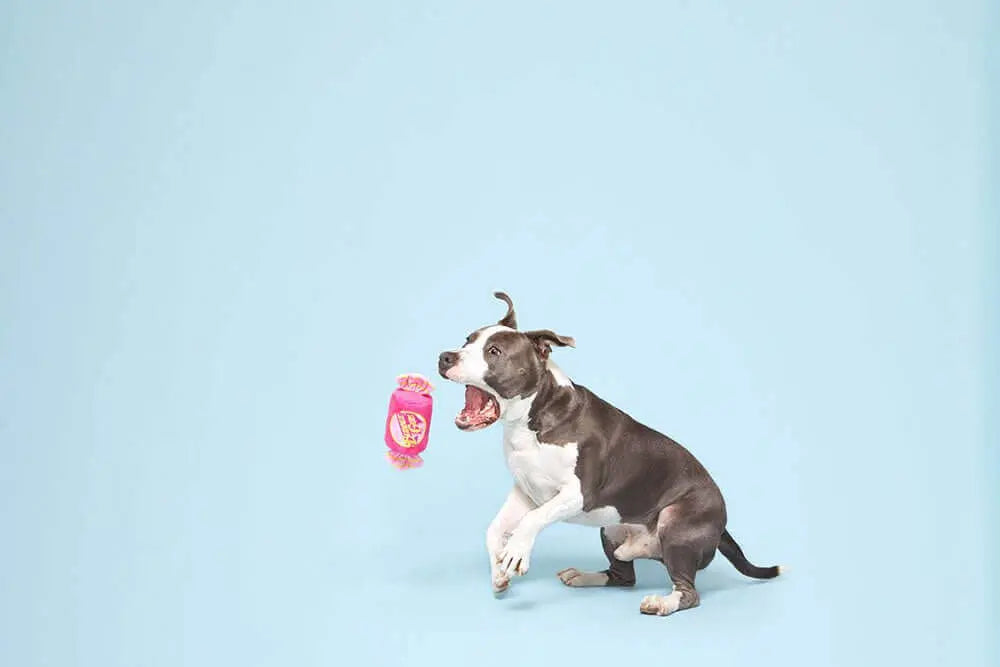Bubble Gum Toy BARK