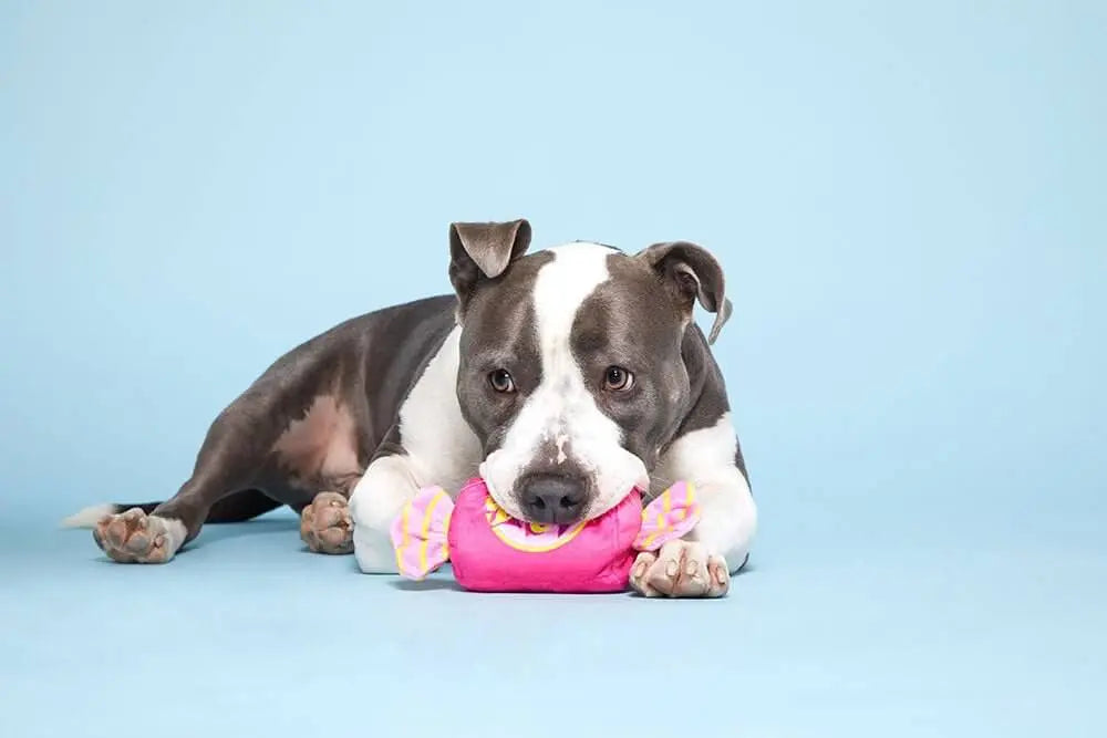 Bubble Gum Toy BARK