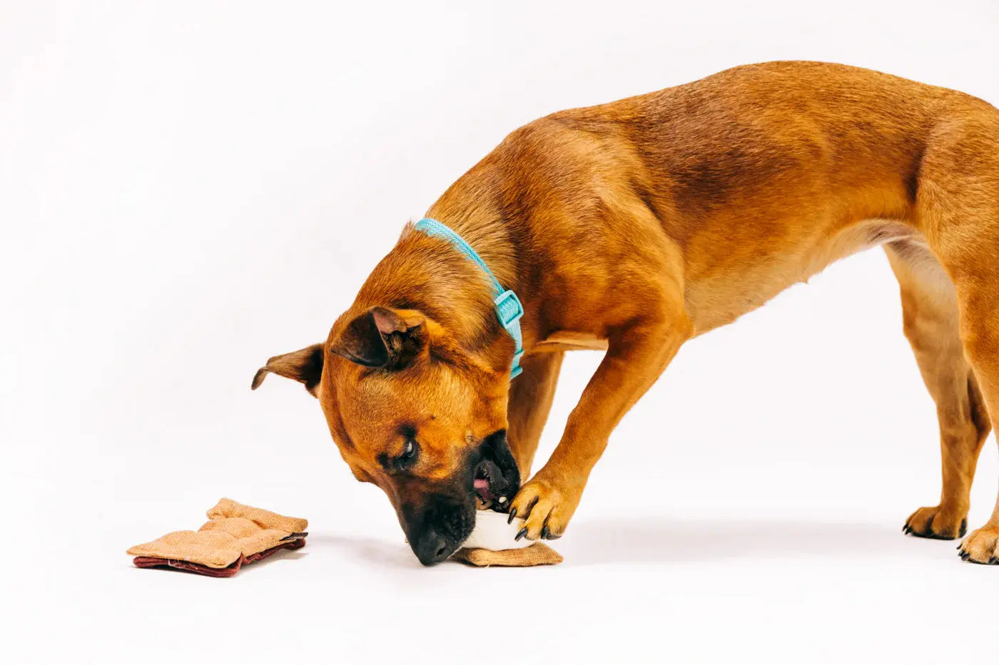 Gimme S'more Dog Toy PLAY