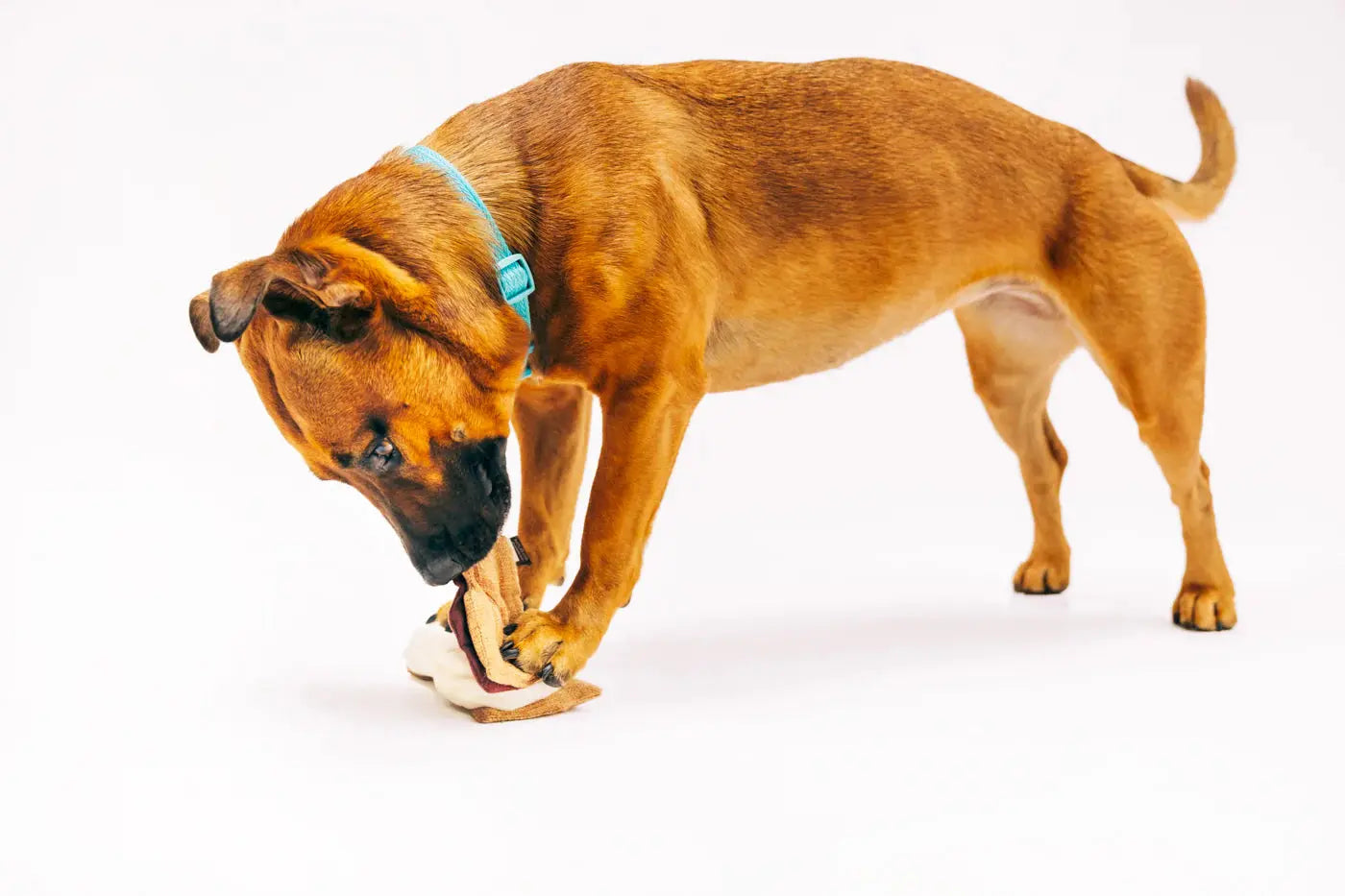 Gimme S'more Dog Toy PLAY
