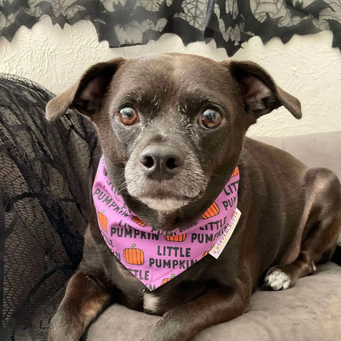 Little Pumpkin Bandana Uppercrufts