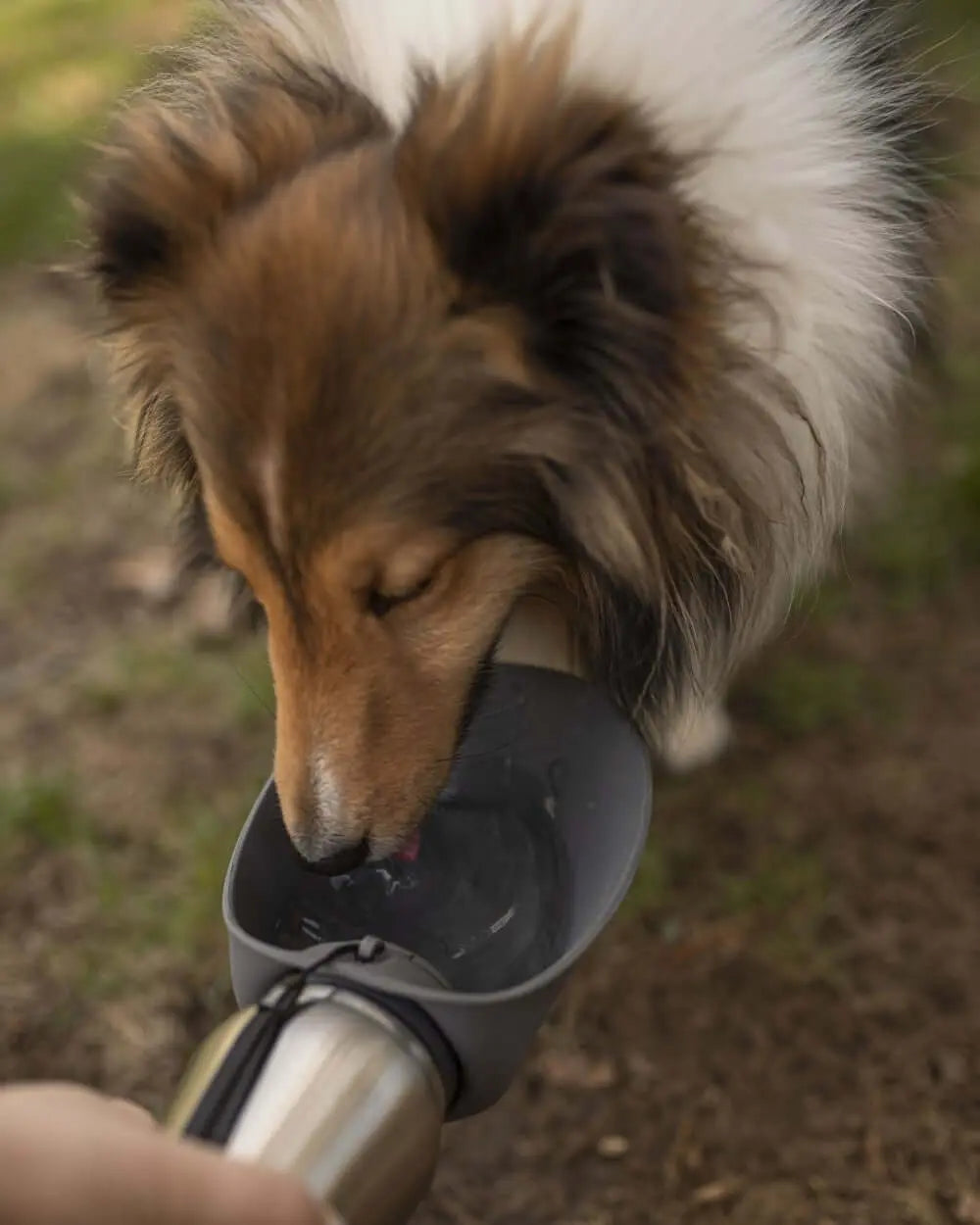 Stainless Steel Travel Bottle - Uppercrufts