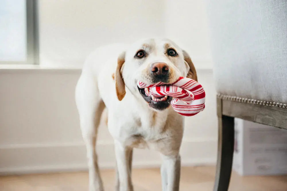 Cheerful Candy Canes Dog Toy PLAY