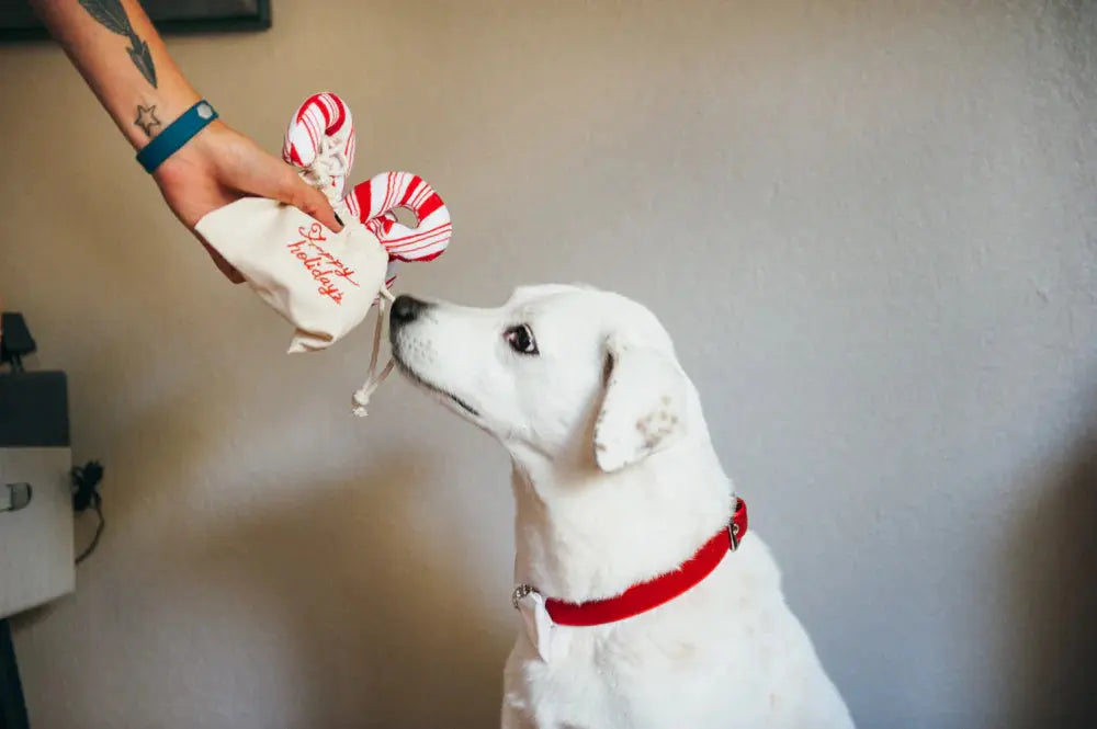 Cheerful Candy Canes Dog Toy PLAY