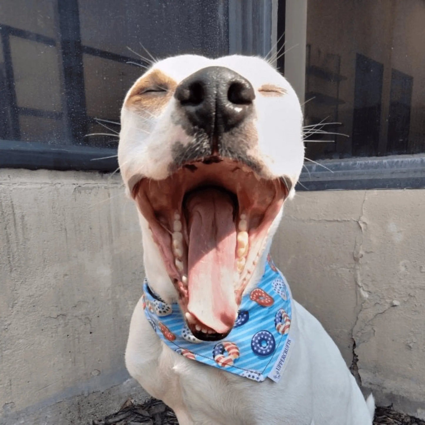 Donuts, Stars & Stripes Bandana Uppercrufts