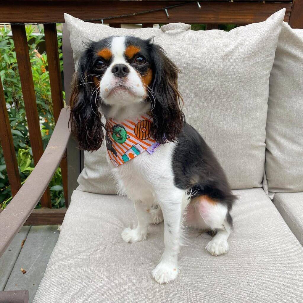 Halloween Donuts Bandana Uppercrufts