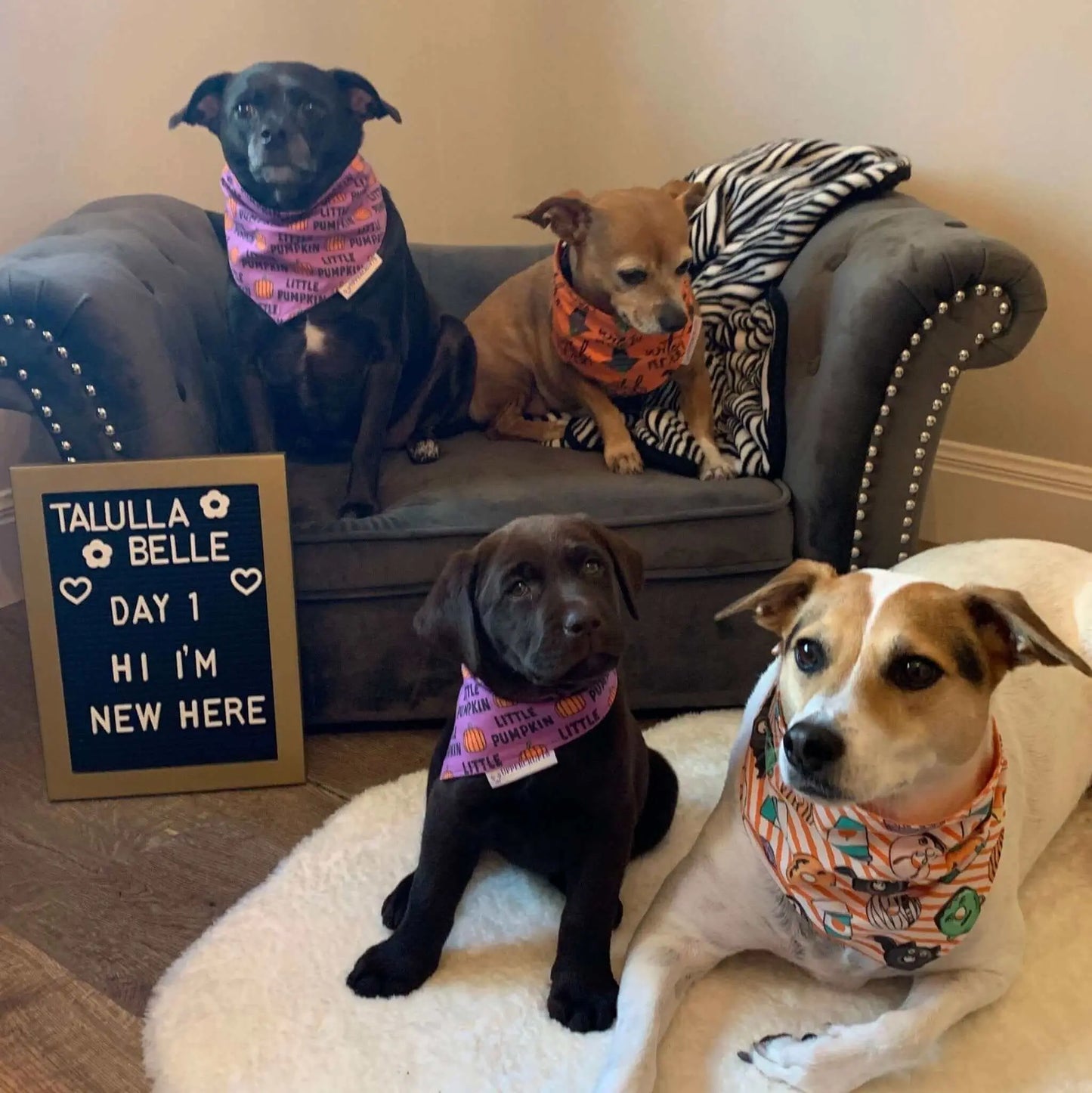 Halloween Donuts Bandana Uppercrufts