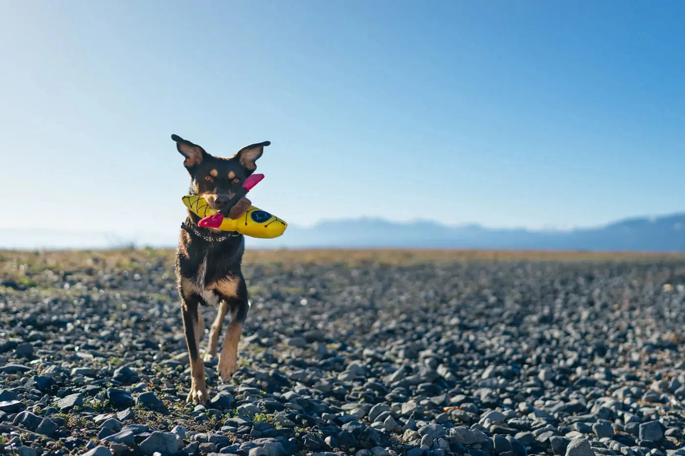 K9 Kayak Dog Toy PLAY