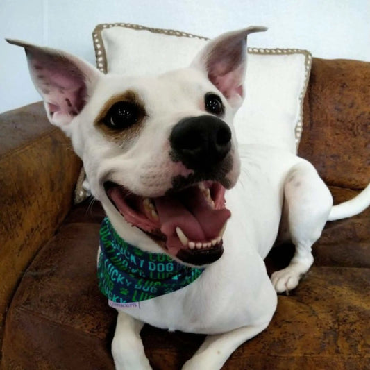 Lucky Dog Bandana Uppercrufts