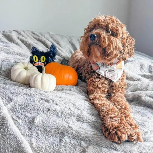 Thankful for Donuts Bandana Uppercrufts