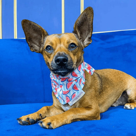 Watermelon Blues Bandana Uppercrufts